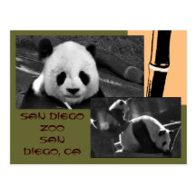 Panda-San Diego Zoo-Postkarte