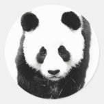 Panda Sticker