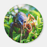 Panzerkrebsecrawdads-Panzerkrebse Magnete