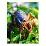Panzerkrebsecrawdads-Panzerkrebse Postkarte