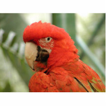 Papageien-Tier Photoskulptur