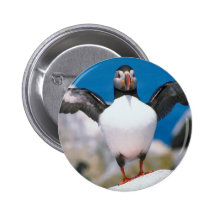 Papageientaucher-Start Button