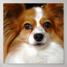 Papillon Plakat-Druck
