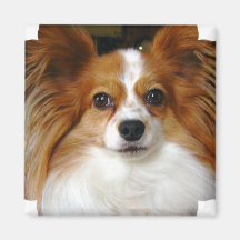 Papillon quadratischer Magnet Magnete
