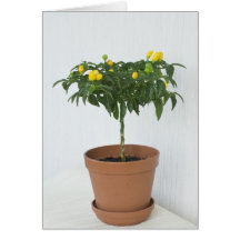 Paprika Grußkarten