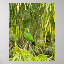 Papua-Neu-Guinea, Oro Provinz Plakatdrucke