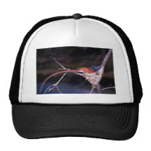 ParadiesFlycatcher Kultcaps