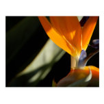 Paradiesvogel Postkarte