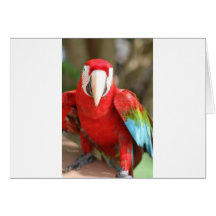 Parakeet Grußkarten