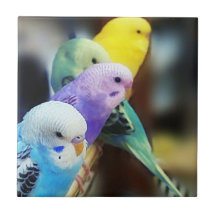 Parakeetsfliese
