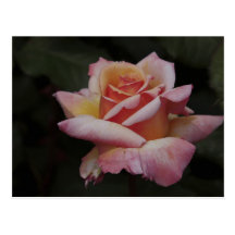 pastellfarbene Rose Postkarte