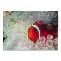 Paupau Neu-Guinea, Great Barrier Reef, Grußkarten