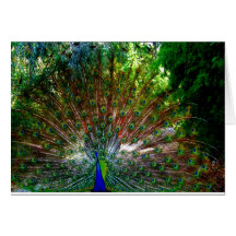 Peacock_ Card_by Elenne Boothe Grußkarte