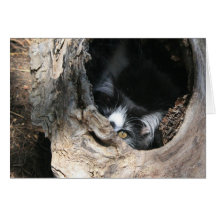 Peekaboo-Karte