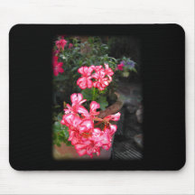Pelargonien. Pelargonieblumen Mauspad