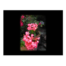 Pelargonien. Pelargonieblumen Postkarte