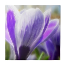 Perfekte Krokus-Blumen-Blüte Keramikkachel