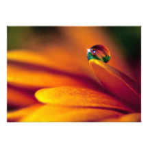 Perle des Wassers auf einer Blume Personalisierte Ankündigungen