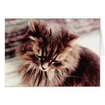 Persische graue Katze Karten