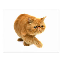 Persische Katze Postkarten