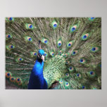 Pfau-Druck Posterdruck