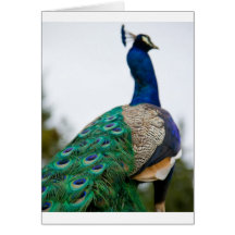 Pfau Grußkarte