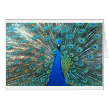 Pfau Grußkarte