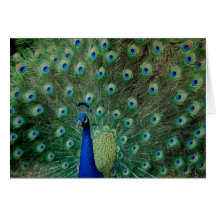 Pfau, Grußkarte