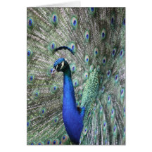 Pfau-Karte