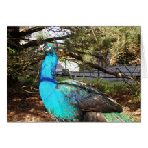 Pfau Karten