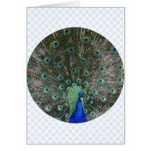 Pfau Karten