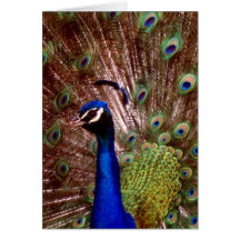 Pfau Karten