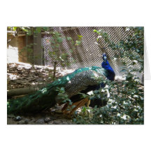 Pfau Karten