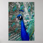 Pfau Posterdrucke