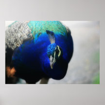 Pfau Posterdruck