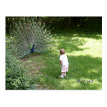 Pfau Postkarten