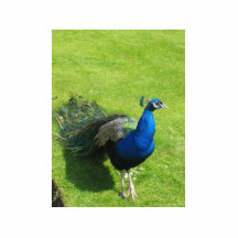 Pfau-Tier Foto Skulptur