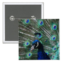 Pfau-Vogel-Knopf Button
