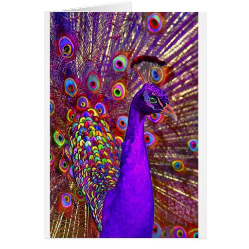 Pfau von Million Farben Grußkarten