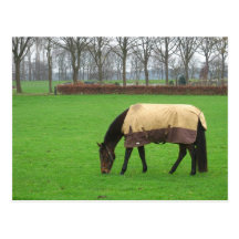 Pferd in der Wiesen-Postkarte