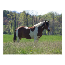 Pferd in der Wildblumen-Postkarte