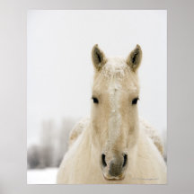 Pferd mit Schnee auf Kopf Posterdruck