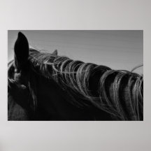 Pferd Plakatdruck