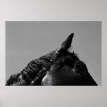 Pferd Plakatdrucke