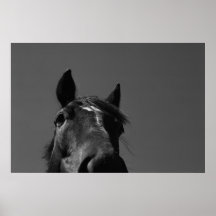 Pferd Plakatdrucke