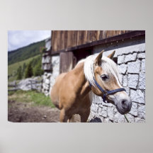 Pferd Posterdruck