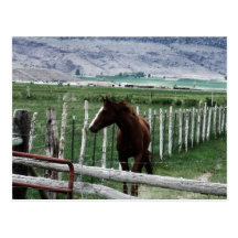 Pferd Postkarten