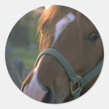 Pferd Sticker