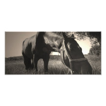 PferdeErholungs-Schwarzweiss-Foto