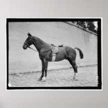 Pferdeshow 1912 plakat